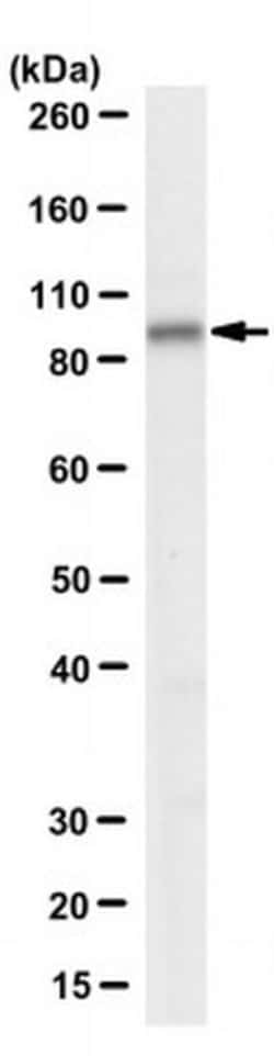 DNA ligase I Mouse anti-Human, Mouse, Clone: 5H5, MilliporeSigma 25 &mu;g | Buy Online | MilliporeSigma | Fisher Scientific